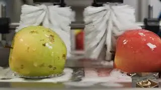 The Journey of an Apple: From Orchard to Table