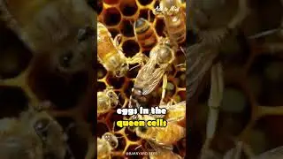The Birth of a Queen BEE