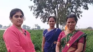 @ Vanaja__vlogs is live మిర్చి తోట ఎలా పండిస్తారు ఇంటర్వ్యూ వీడియో#
