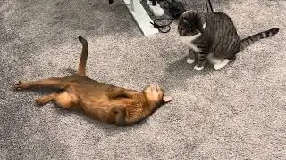 Ice vs. Fire #kitten #cat