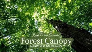 1 Hour Ambient Forest Canopy | Cinematic Ambient White Noise Nature Sounds
