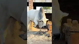 MASHAALLAH 🧡 #bull #bulllovers #bullmandi #bulls #qurbani2k25  #qurbanistatus @dairycattlefarming