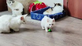 A mother cat watches her kitten Dino play with a ball.