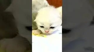 可爱的猫喵视频tiktok #shorts #20664 #shorts