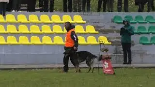 Игорь Репетуев и K-9 Profi Skif - IGP-3 (CACT) B-90