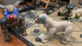Aibos and Wrex the Dawg