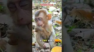 Adorable Baby Monkey Falls Asleep with Thumb in Mouth! #funny #shorts