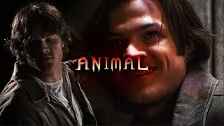 Sam Winchester - Animal [Supernatural]