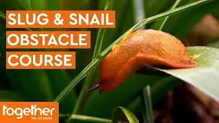 Slug & Snail Deterrent Obstacle Course | The Great British Garden Revival