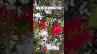 Australian native plants: Bottlebrush tree 🇦🇺