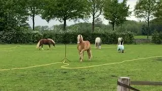 HAFLINGER DOES PERFECT PASSAGE ALL BY HIMSELF IN FIELD