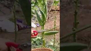 Do you know the best time to harvest okra? #farming #farmer