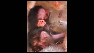 💚 Happy Baby Monkey Enjoying the Sunshine  #babymonkey #animals #monkey