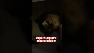 We ate two Costco rotisserie chickens tonight #update #funny #costco #cat #catshorts #catdad #shiva