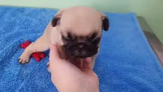 Filhotes Wish x Potato (20/11/2025) - Pug