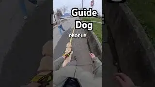 People Will Move Out Of My Way! #guidedog #dog #dogs #accessibility #visuallyimpaired #disability