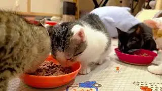 One-Week Foster Visit with Their Sibling Duo, Follow@purringfour for more McFurry & McDull updates