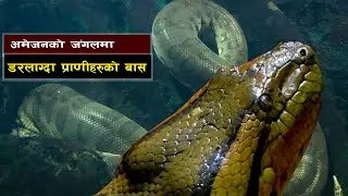 अमेजन जंगल विश्वकै खतरनाक स्थान || Amazon: The Jungle Where Even a Breath Can Kill You