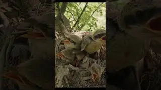 Feathered Hunter #ShrikeBird #BirdBehavior #shorts