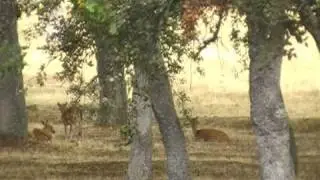 La ronca del Gamo