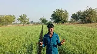 How to Grow Wheat Organically | गेहूं की खेती ऑर्गेनिक तरीके से | Advance khethi