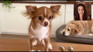 Cuteness alert! 🐶🎁 #Chihuahua #DogLife #PetSpy #FurryFriends #ViralPets_2025-12-26T04-45-31-239Z_6cl