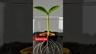 Plant Growth in Fast Time | Nature Magic#PlantGrowth#FastPlantGrowth#PlantTimelapse#NatureTimelaps