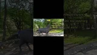 медный бык #мем # #1448 #music #пасхалки #пасхалка #вентилятор #youtubeshorts #реки #tiktok