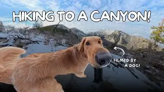 Dog Vlog 2 | Hiking to a canyon!