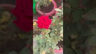 #rose #gardening #propogateplantsbycutting #ytshortstrending #ytshorts #ytshortsviral #plants