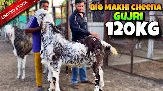 Big Furry MAKKHI CHEENA GUJRI of Mujahid Bhai Jaipur| Goat should be like this
