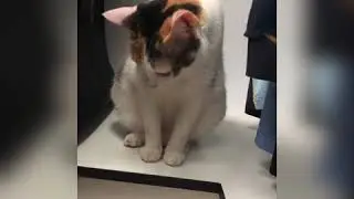 Therapy Cats for Emotional Support and Comfort - communication with cat&rsquo;s 🐈