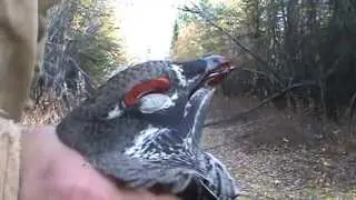 Hunting Spruce Grouse in Alaska near the Copper River living the Subsistence life.