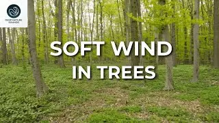 Soft Wind in Trees | Gentle Wind Sounds for Deep Rest & Focus (1 Hour)
