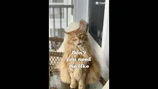 #cat #petlive #cute #catlover #catshorts #ai