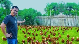 Amazing Ducks & Chickens Farming - Secrets to Raising Hundreds of chicks & Moving 200 ducklings