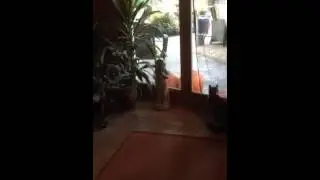 Funny cat fight and cat saying 