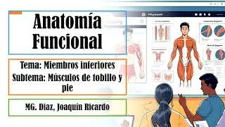 ANATOMÍA MIEMBROS INFERIORES   Músculos de pierna y pie