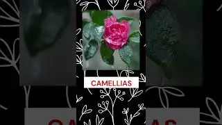 Exquisite flowers | Botany