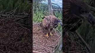 #530P- Review parent and baby birds life in their nest, bird nest with beautiful nature #birdslover