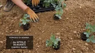 Come piantare le Fragole