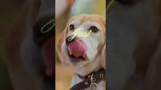 Calm Your Dog's Storms