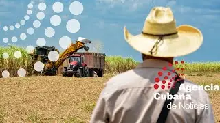 Culmina en Cuba validaci&oacute;n de combinadas ca&ntilde;eras en pruebas de campos holguineros