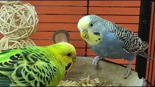 7 hours of budgie sounds