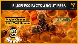 5 Useless Facts About Bees Episode 7 | Hygiene, Glue?, Smell, Heat, Problems