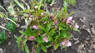 Flowers for the soul - we have finally waited for spring, beauty, flowering