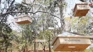 Mamilion ya Fedha Yamwagwa na Serikali kwa Wafugaji wa NYUKI Songwe 