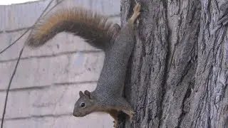 Young Squirrel Practicing Some Fancy Tail Signals
