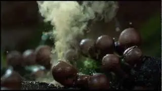 The coolest nature video ever! 2012 HD