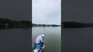 I caught the big fish🐟 Carp fishing🎣 Best fishing video #shorts #fishing